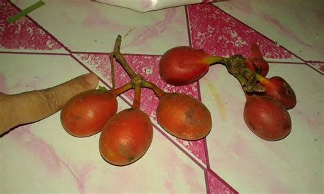 bayawak price|Fruit.